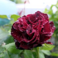 роза из моего сада :: Лариса Терехова 