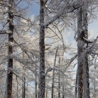 После снегопада :: Евгений Тарасов 