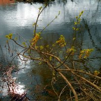 Водная гладь :: Игорь Чуев