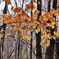 Осенние листья на зимнем ветру :: Ivan Vodonos