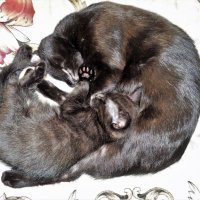 Материнство(наша кошечка Бася и её котёночек Принсик)... :: Sergey Gordoff