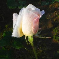 Зимняя роза после дождя! :: Светлана Хращевская