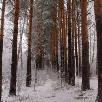 Прогулка в лесу :: владимир тимошенко 