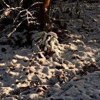 Зима в Южной Германии 50 :: Алексей Кузнецов