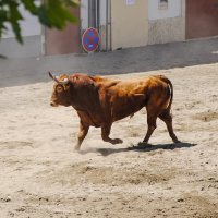 Ларгада -отпускание быков не улицы города. :: azambuja 