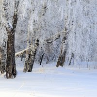 На пушистых ветках снежною каймой ... :: Татьяна Лютаева