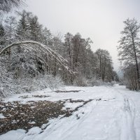 в лесу :: vladimir 