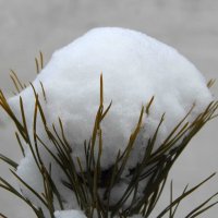 Подушка снега :: Юлия Денискина