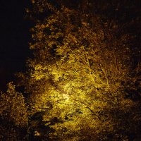 Ночная осень :: Genych Bartkus