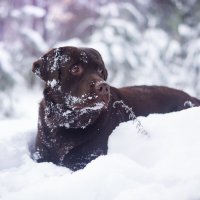 Снежный пёс :: Екатерина Bulka048 Булгакова