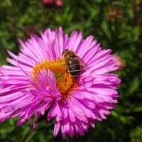 Сбор нектара. Пчеле тоже нужен нектар. :: tamara 