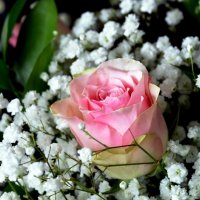 Прекрасная розовая роза... :: ГЕНРИХ 