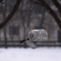 Позаботьтесь о птицах! :: Валентина  Нефёдова 