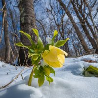 Морозник - цветок зимы :: Фёдор. Лашков