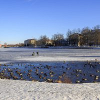 Зима на городском озере :: оксана 