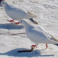 Белые голуби на  белом снегу :: Вера Щукина