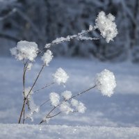 Первый снег :: Андрей Пристяжнюк