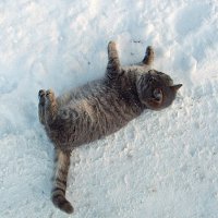 Кошка на снегу. :: Лия ☼