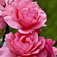Розовые розы :: Валентина *