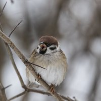 На кормушке. Полевой воробей :: Анна Иларионова