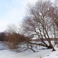 Деревья зимой. Озеро . :: tamara 