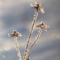 Зимний цветок :: Евгений Тарасов 