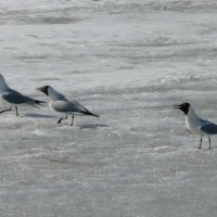 Чайки на льду :: Вера Щукина