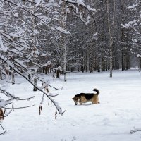 Охота на мышей. :: Владимир Безбородов