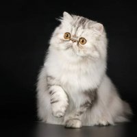 Персидский котенок :: Алёна М
