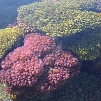 Кораллы Красного моря :: Ольга 