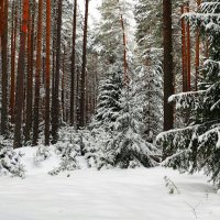 Сосны и ели, укрытые снегом (из поездок по области). :: Милешкин Владимир Алексеевич 