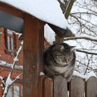 Высоко сижу, всё вижу... :: Людмила Гулина