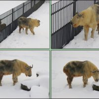 Зима в ростовском зоопарке :: Нина Бутко