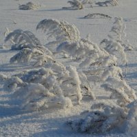 В полях под снегом... :: Татьяна Лютаева