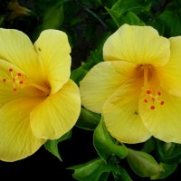 Hibiscus brackenridgei - цветок штата Гавайи :: Raduzka (Надежда Веркина)