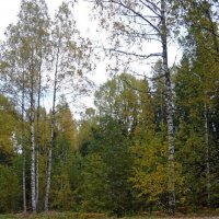 В осеннем лесу :: Вера Щукина