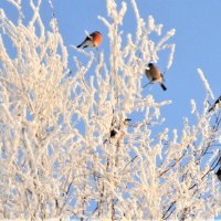 Снегири - лесные птицы. :: ЛЮДМИЛА 