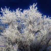 Ажурные кружева красавицы зимы. :: Восковых Анна Васильевна 