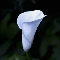 calla :: Zinovi Seniak