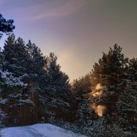 Снег летит с сосен . :: Мила Бовкун