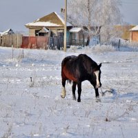 Под снегом много вкусной и сухой травы. :: Восковых Анна Васильевна 