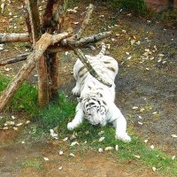 Белый тигр парка Джунглей. :: Лия ☼