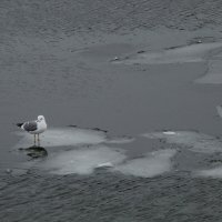 Чайки на льду :: Илья 