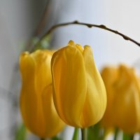 Желтые тюльпаны :: Лидия Тильчак