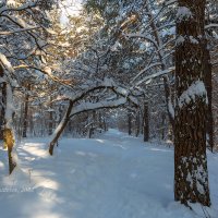 Зимний пейзаж с заснеженными деревьями :: Александр Синдерёв