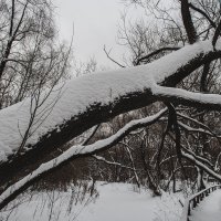 В зимнем парке. :: Олег Грибенников