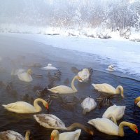 Среди белых снегов Алтая :: Татьяна Лютаева