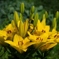 Солнечные лилии :: lady v.ekaterina