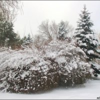 В ростовском зоопарке :: Нина Бутко