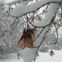 Снежный февраль.. :: Наталья Абрамова